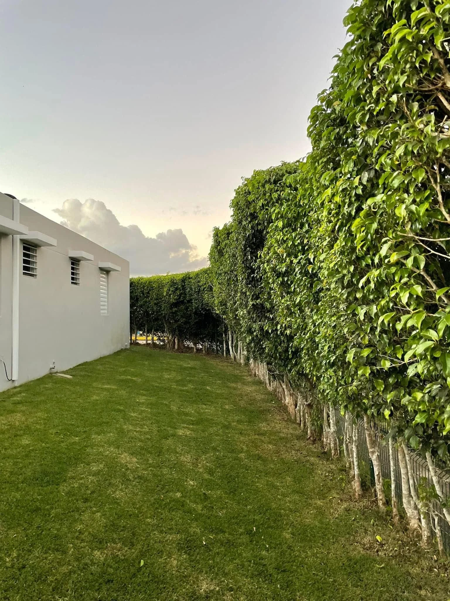 Hedge con línea arquitectónica